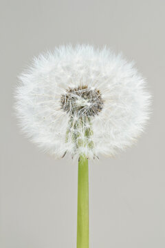 Close up of soft, white dandelion head against gray background