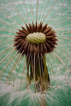 Extreme close up of dandelion head against green background
