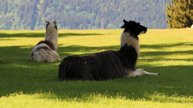 Two Llamas Resting in a Quiet Meadow