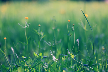 Obraz premium background of fresh green grass, nature in the field
