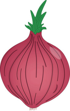Fresh shallot vector illustration, red onion line art design element