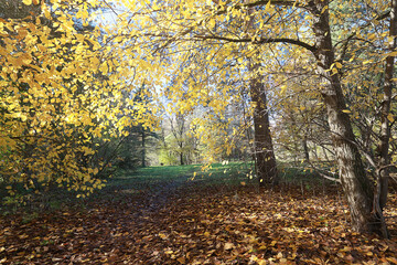Fototapeta premium autumn park, nature landscape, trees in a seasonal background
