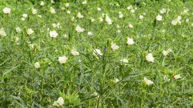 Dense Green Okra Field with Small White Blossoms