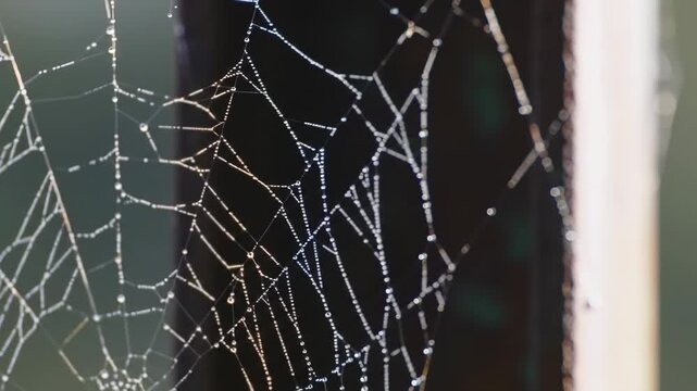 A close-up of a dewy spider web on a blurred green background