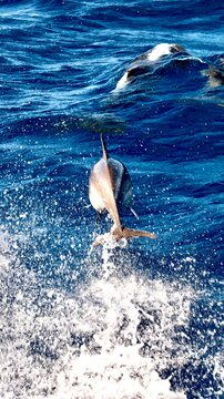 dolphin jumping in the water
