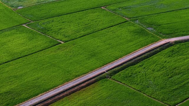 Aerial drone view of paddy fields at Penaga