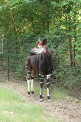 An okapi, a rare forest mammal related to the giraffe, stands in its enclosure showing its striped legs and large ears © Mohammad