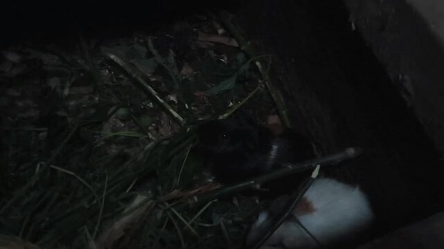 A dark, dimly lit scene shows a small, white object with brown spots lying on a bed of grass and twigs within a wooden frame