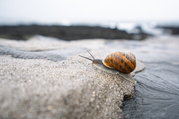 Brown-shelled snail on a black basalt rock surface. © Pedro Emanuel 
