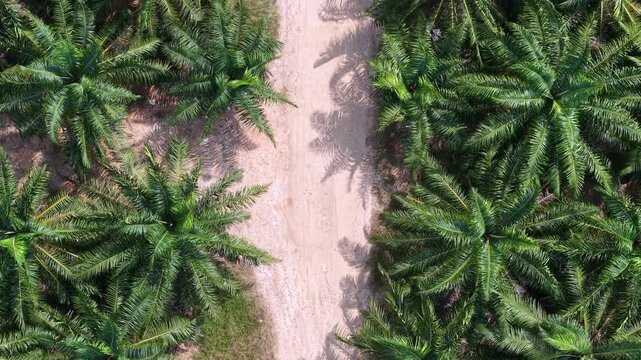 Aerial drone view of young oil palm trees
