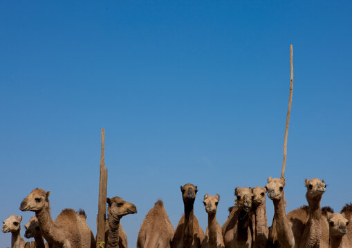 Camel Market In Al Ain, Emirates