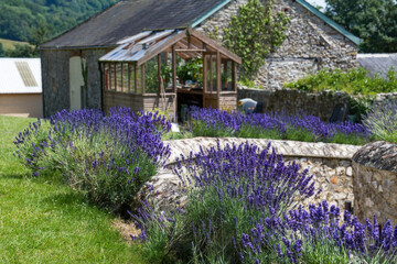 Lavender in an English country garden. Beautiful purple flowers against a softly focused garden scene. Gardening and horticulture. Herbs and sleep aid.  © Steven