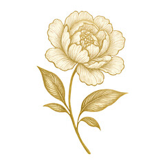 Fototapeta premium PNG Elegant golden floral illustration