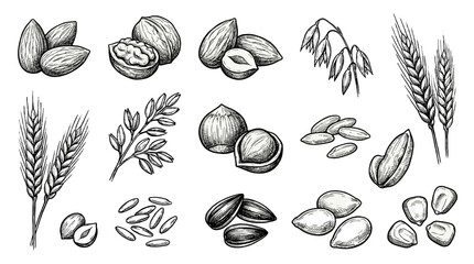 Fototapeta premium Hand drawn grain and nut botanical sketch set on white