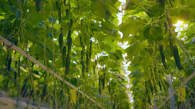 Agro-food production of row growing farm greenhouse cucumbers. Factory industrial facility. Farming planting industry agriculture plant.