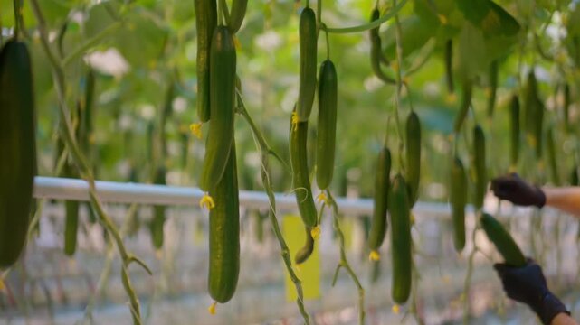 Agro-food production of farm greenhouse cucumbers vegetables. Farmer worker picking and packing cucumbers in boxes. Factory industrial facility. Farming planting harvesting industry.