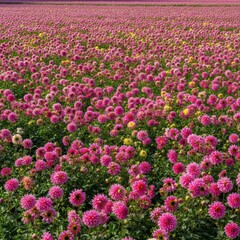 Obraz premium A sprawling, vibrant field filled with thousands of colorful dahlia flowers under bright natural light, showcasing the spectacular autumn bloom, dahlia, vast, beauty