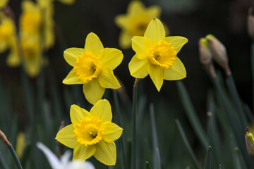 Fototapeta premium Narcissuses in bloom