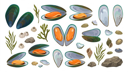New Zealand Green Shell Mussels Vector EPS 10 Illustration Fresh Seafood Collection © Joy