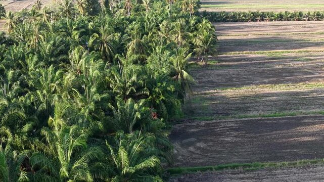 Aerial drone view tropical palm plantation and rice fields