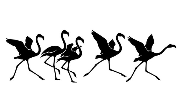 Running Flamingo Black Silhouette Vector Set Tropical Bird Flock Wildlife Motion Flat Illustration Isolated on White
