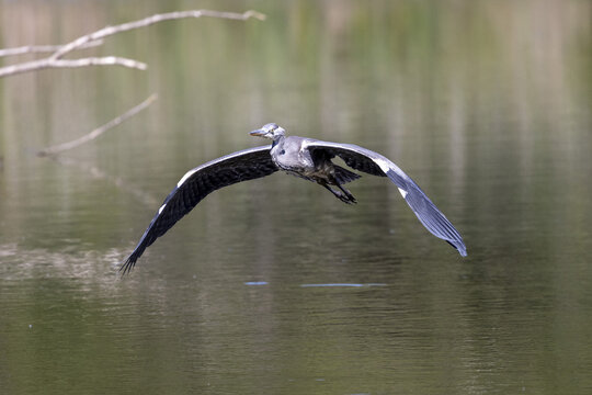 Adult grey heron, Ardea cinerea, flying across a lake in the south of France