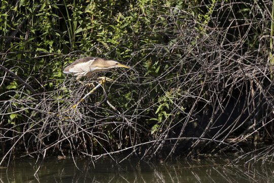 Least Bittern, Botaurus exilis,  fishing on a lake in the south of France