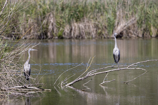 Two juvenile grey herons, Ardea cinerea, on a lake in the south of France