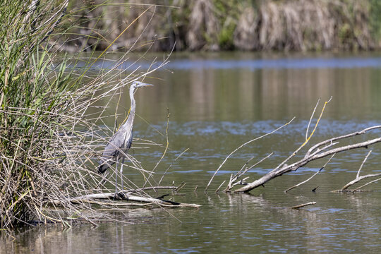 Juvenile grey heron, Ardea cinerea,  on a lake in the south of France