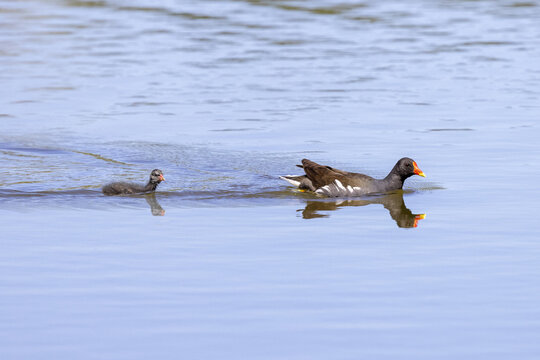 Female and baby moorhen, Gallinula chloropus, on a lake in the south of France.