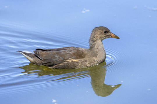 Juvenile moorhen, Gallinula chloropus, on a lake in the south of France.