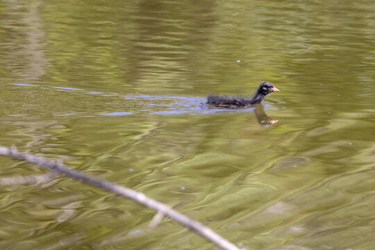 Baby moorhen, Gallinula chloropus, on a lake in the south of France