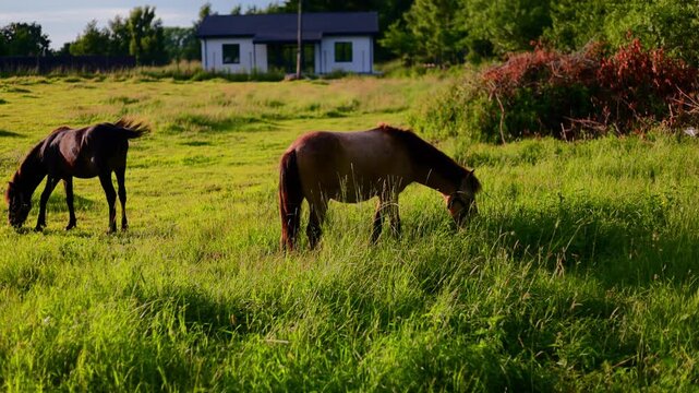 Two horses grazing in a green field during sunset. Rural landscape with animals eating grass near a suburban house. Peaceful farm scene in the countryside summer.