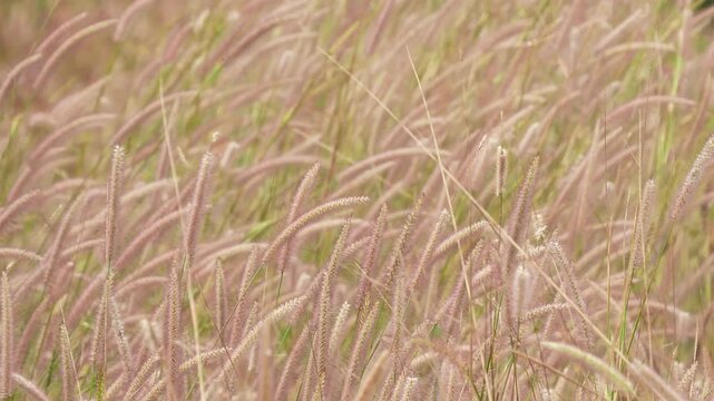 Beautiful long stems of wild grass bowing gracefully to the seasonal wind in a peaceful open field during daytime.