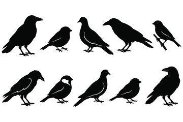 Obraz premium Black and white silhouette birds collection transparent background set