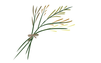 twig of rosemary illustration for greetings card © Saltive Co
