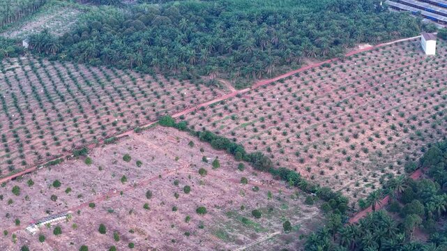 Aerial view of cultivated fields contrasting with untouched forest