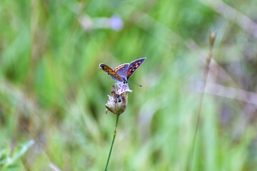 Small Copper butterfly feeding on Gypsophila elegans © kamotori