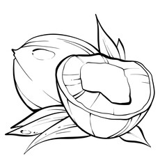 Black and white coconut, Coconut sketch, Tropical fruits © Yoko.mokko