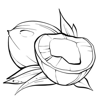Black and white coconut, Coconut sketch, Tropical fruits