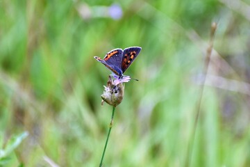 Small Copper butterfly feeding on Gypsophila elegans © kamotori