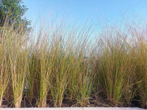 Little Bunny dwarf fountain grass or Pennisetum alopecuroides