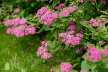 Obraz premium Flowers of Spiraea japonica on the meadow with a bumlbebee pollinating it, the Japanese meadowsweet, Japanese spiraea.