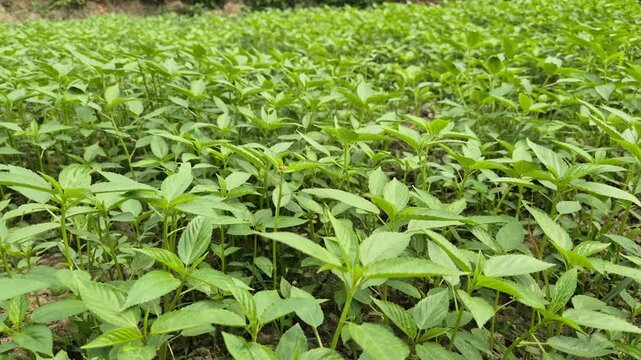 Young Green Jute Plants Growing Closely In Dense Field