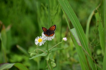 Small Copper butterfly feeding on Fleabane flowers © kamotori