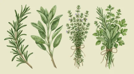 Culinary herbs including rosemary, sage, thyme and oregano, hand painted watercolor botanical illustration for cooking themes © Rahmat