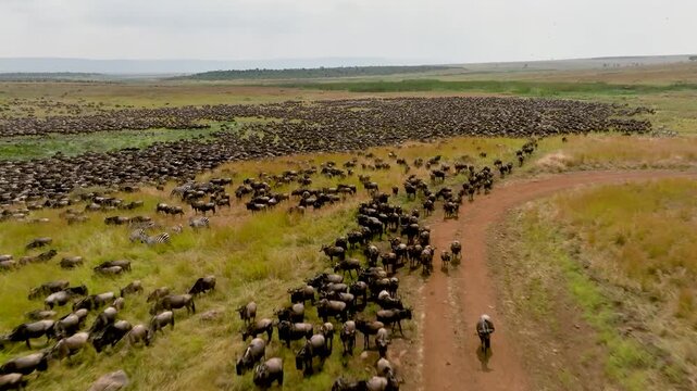 An aerial view of a large herd of wildebeest and zebras running across the savanna plains during the Great Migration in Serengeti Tanzania to Maasai Mara National Reserve, Kenya.