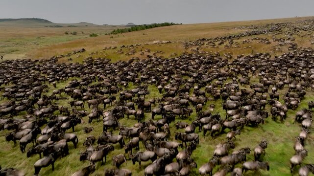 An aerial view of a large herd of wildebeest and zebras running across the savanna plains during the Great Migration in Serengeti Tanzania to Maasai Mara National Reserve, Kenya.