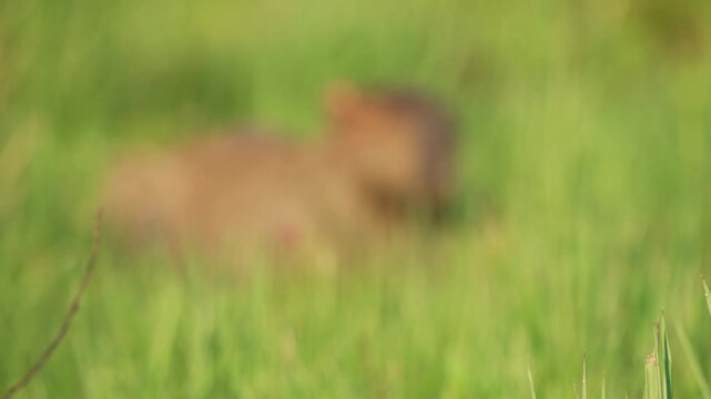 Capybara lies quietly in tall green grass, chewing and blinking in a calm daytime close-up. Rack Focus.
