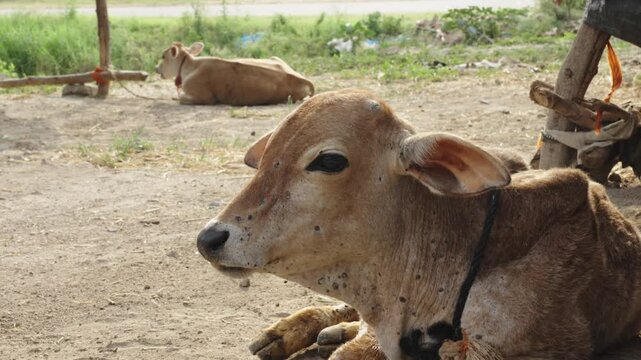 Indian cow setting with Lumpy Skin Disease in Rural India